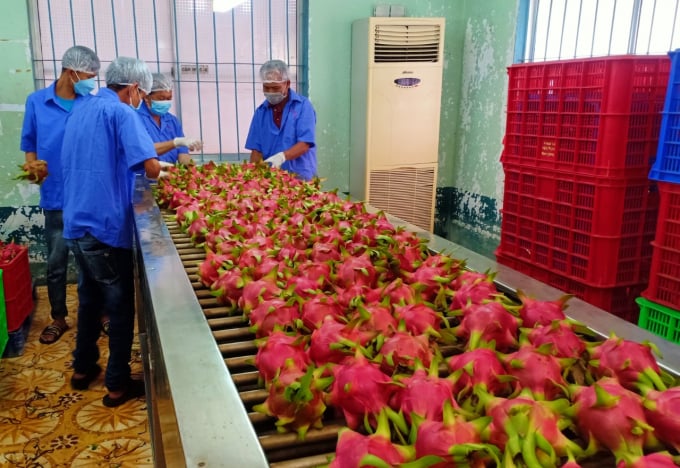 Preliminary processing of fresh dragon fruit in Binh Thuan province. Photo: KS.