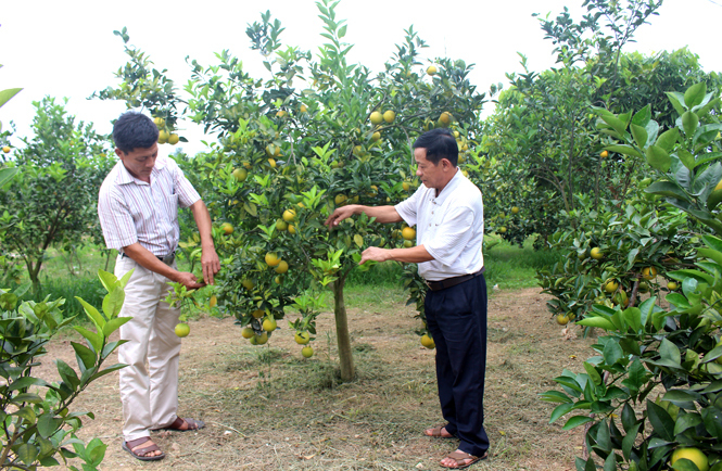 Với diện tích cây ăn quả rất lớn và đang phát triển theo hướng hữu cơ, vùng sườn đông Tam Đảo thuộc xã Phúc Thuận (Thị xã Phổ Yên) đang khai thác đa dạng tiềm năng nông nghiệp. Ảnh: ĐVT.