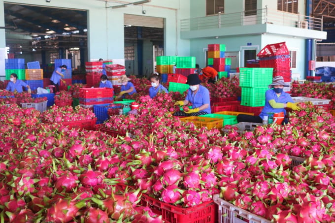 Binh Thuan is the largest dragon fruit area in the country, with 33,750 hectares. Photo: KS.