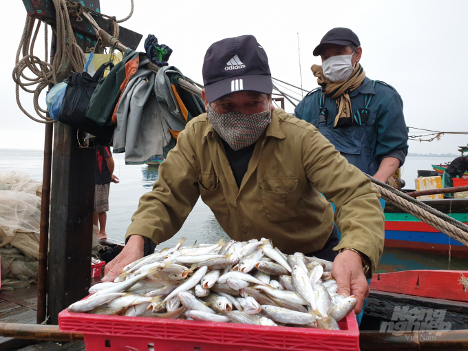 Từ đầu năm đến nay sản lượng, giá bán hải sản đều giảm, trong khi giá nhiêu liệu tăng nên thu nhập của ngư dân ảnh hưởng rất lớn. Ảnh: Thanh Nga.