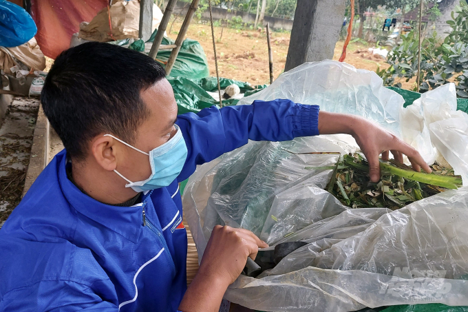 Người dân các huyện miền núi tỉnh Thanh Hóa tận dụng phụ phẩm nông nghiệp ủ chua để dự trữ thức ăn cho trâu bò ngày giá rét. Ảnh: VD.