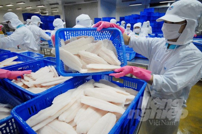 Pangasius exports to China are expected to be more stable. Photo: Le Hoang Vu.