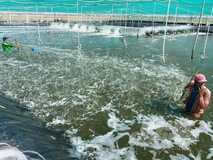 Chỉ hơn 6.000 ha diện tích nuôi trồng thủy sản, nhưng với lợi thế sản xuất được 3 vụ /năm., mô hình giúp nông dân huyện Trần Đề làm giàu. Ảnh: Trọng Linh.