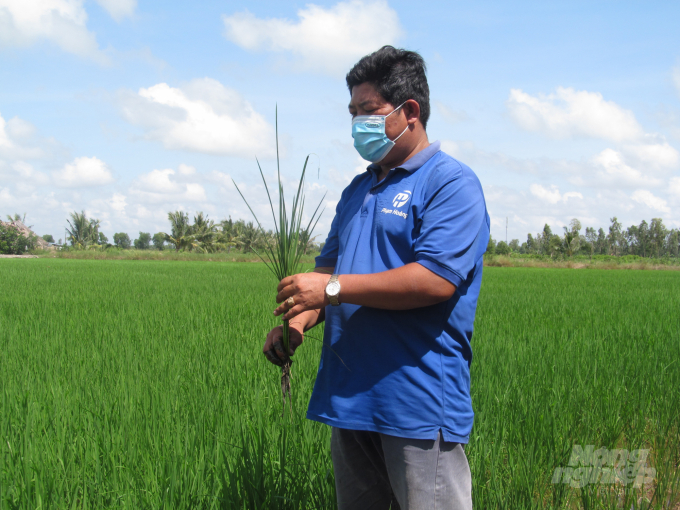 Diện tích sản xuất lúa hữu cơ toàn huyện chỉ đạt 10 ha/22.400 ha. Ảnh: Trọng Linh.