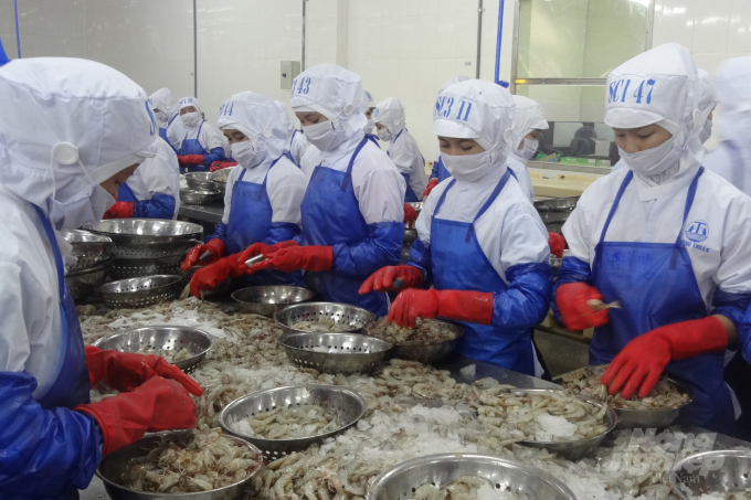 Shrimp will still be Vietnam’s No. 1 export product. Photo: Thanh Son.