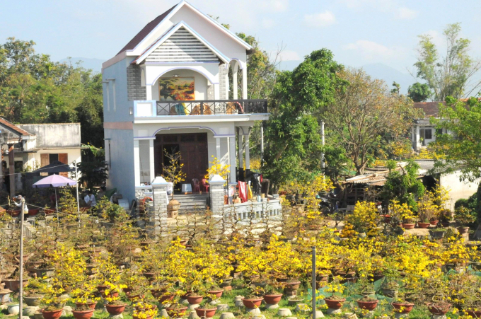 Nghề trồng mai cảnh ở Thị xã An Nhơn (Bình Định) đã làm giàu cho rất nhiều hộ nông dân. Ảnh: V.Đ.T.