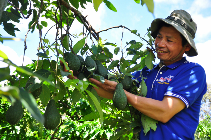 Bơ Hass được trồng tại Tây Nguyên. Ảnh: Minh Hậu.