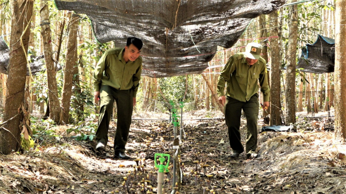 BQL Rừng phòng hộ Xuân Lộc tích cực áp dụng nhiều mô hình nhằm vừa đảm bảo đúng mục đích sử dụng đất, vừa tăng nguồn thu cho người trồng rừng. Ảnh: Minh Sáng.