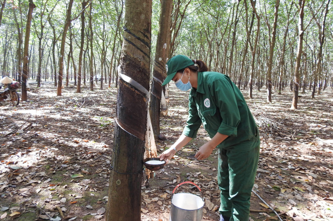 Rubber price is forecasted to continue to rise in the short term. Photo: Tran Trung.