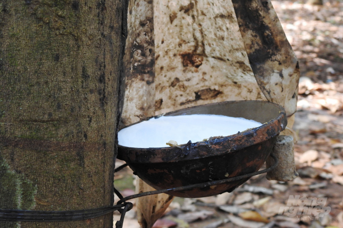 Global natural rubber production this year is still below demand. Photo: Thanh Son.