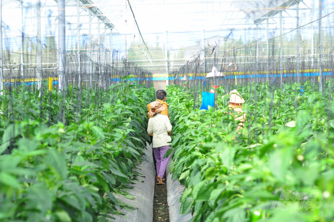 Các mô hình nông nghiệp ứng dụng công nghệ cao đang được tỉnh Lâm Đồng khuyến khích phát triển. Ảnh: Minh Hậu.