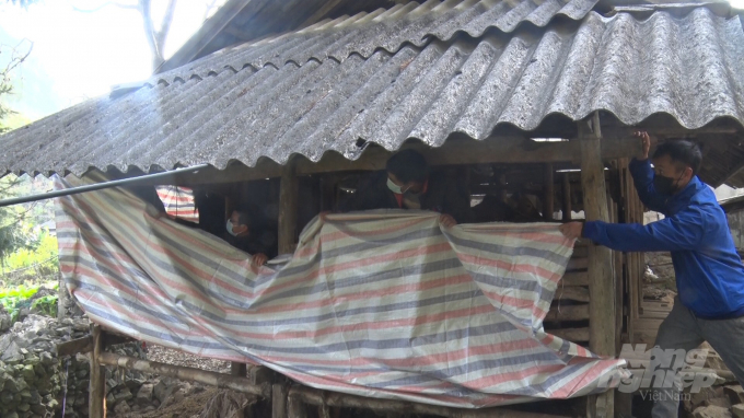Các hộ chăn nuôi tại huyện Đồng Văn, tỉnh Hà Giang che chắn chuồng chặt nuôi bảo vệ đàn gia súc. Ảnh: TN.