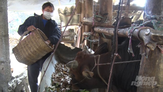 Nhiều hộ dân ở vùng núi cao Hà Giang đã chủ động không thả rông gia súc trong những ngày giá rét. Ảnh: Đào Thanh.