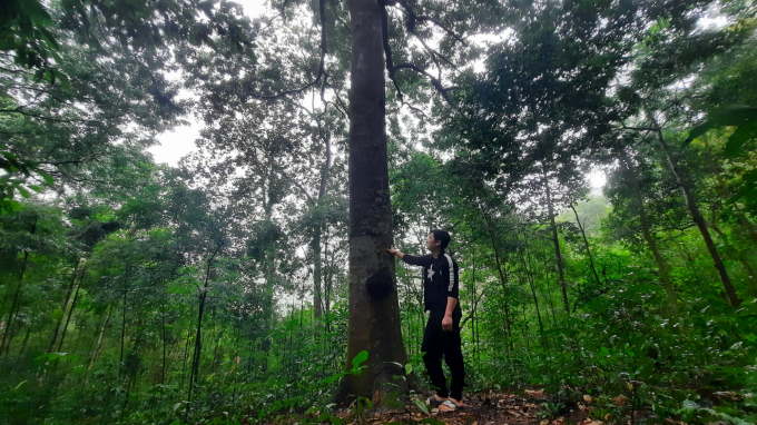 Ngày ngày, anh Triệu Tiến Lộc vẫn thường xuyên thăm rừng để đảm bảo an toàn, kịp thời phát hiện nếu cây bị xâm hại. Ảnh: Nguyễn Thành.
