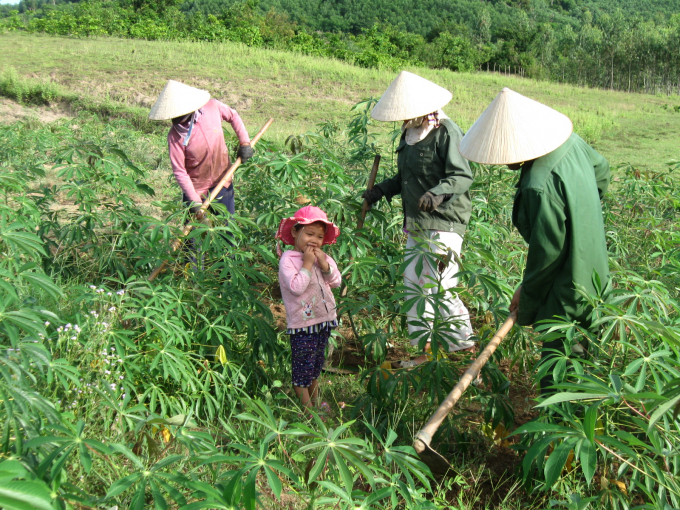 Những năm trước đây, diện tích cây sắn ở Bình Định tăng vùn vụt, nhưng đến nay đã giảm dần. Ảnh: V.Đ.T.