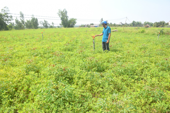 Hiện nhiều diện tích chuyên canh sắn đã được chuyển sang cây đậu phụng, hoặc trồng xen. Ảnh: V.Đ.T.