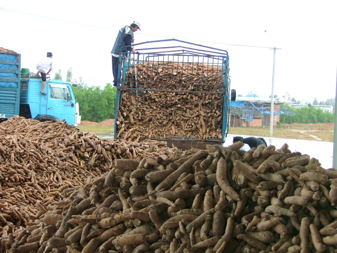 Giá sắn hiện nay cao hơn những năm trước nhưng năng suất ngày càng tụt nên nông dân không có lãi. Ảnh: V.Đ.T.