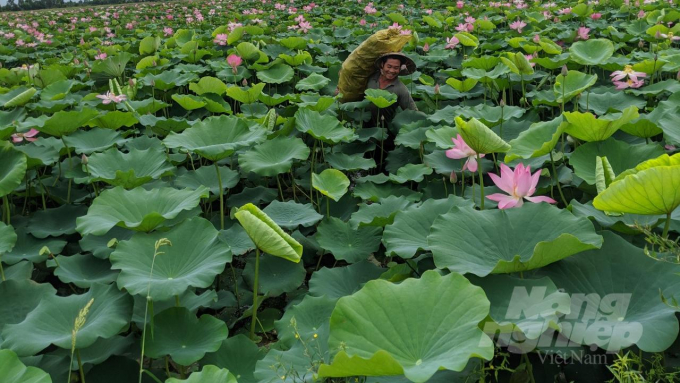 Mô hình chuyển đổi cây trồng trên đất lúa kém hiệu quả do Trung tâm Khuyến nông Kiên Giang thực hiện tại huyện Giang Thành. Ảnh: Trung Chánh.