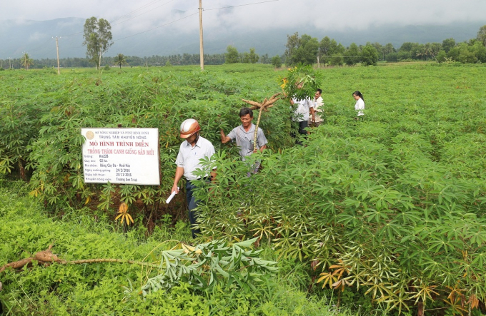 Bình Định hiện đang khảo nghiệm những giống sắn mới thay thế những giống dễ bị bệnh khảm lá. Ảnh: V.Đ.T.