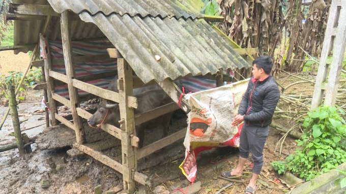 Chuồng nuôi nhà anh Mông Văn Năm ở thôn Lủng Sliên, xã Vũ Muộn, huyện Bạch Thông (tỉnh Bắc Kạn) quá tạm bợ khiến 2 con nghé bị chết rét. Ảnh: Toán Nguyễn.