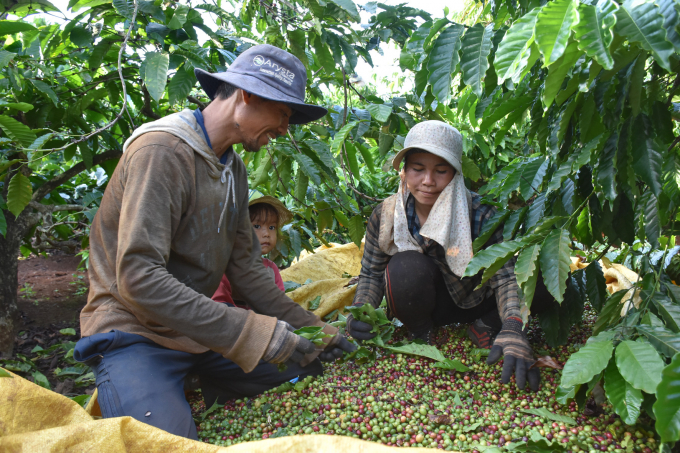Cùng với lúa gạo, dự án VnSAT đã giúp nâng cao giá trị rõ rệt cho ngành hàng cà phê ở Tây Nguyên. Ảnh: MP.