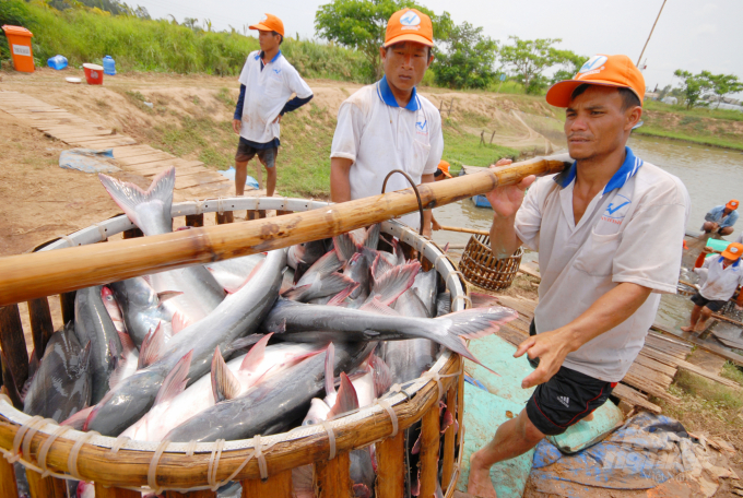 Giá bán cá tra thương phẩm hiện tại dao động khoảng 27.000 - 30.000 đồng/kg (size cá từ 0,8 - 1,2kg). Ảnh: Lê Hoàng Vũ.