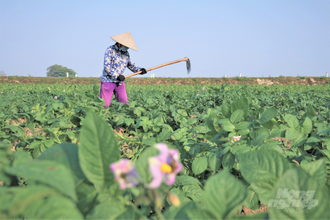 In the new context, farmers will remain the core workforce in rural areas. Photo: Pham Hieu.