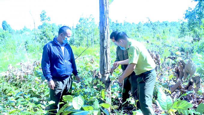 Lực lượng kiểm lâm, bảo vệ rừng tiến hành kiểm tra hiện trường một vụ phá rừng Tiểu khu 540A. Ảnh: T.Dũng.