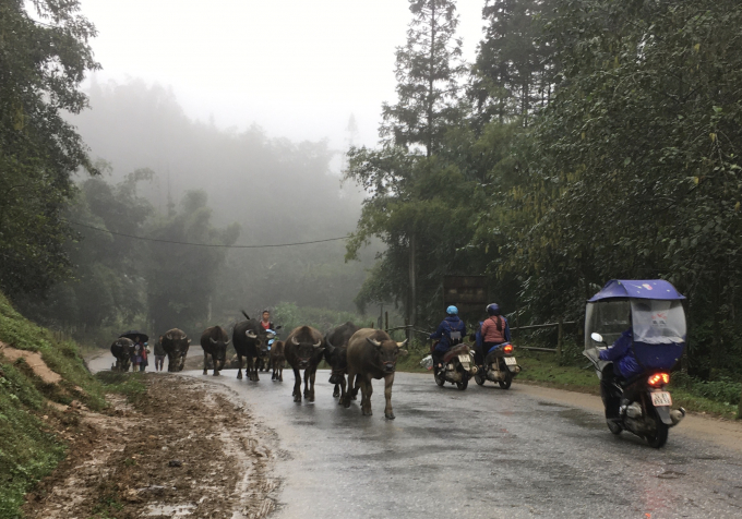 Bà con vùng cao Lùng Phình lùa đàn trâu về chuồng để tránh rét. Ảnh: Khuất Linh.