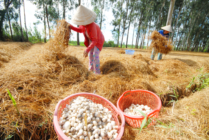 Mô hình trồng nấm rơm ở An Giang đang đem lại hiệu quả cao gấp nhiều lần so với trồng lúa. Ảnh: Lê Hoàng Vũ.