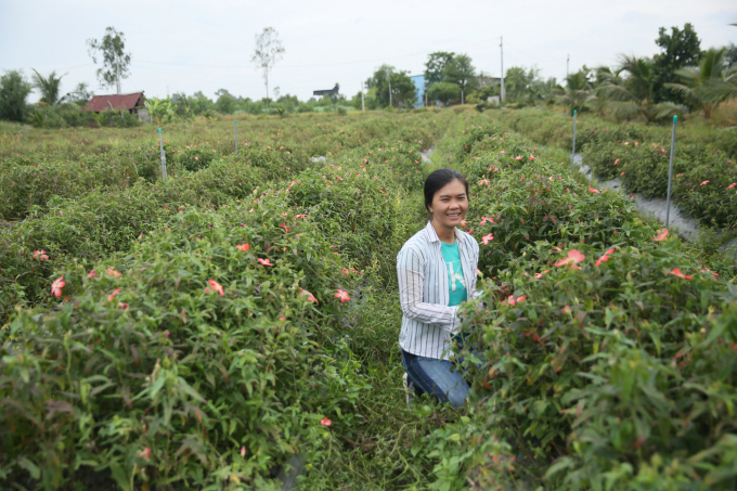 Ngoc Bich in Bo Chinh ginseng garden which is in the state of harvest. Photo: Phuc Lap.