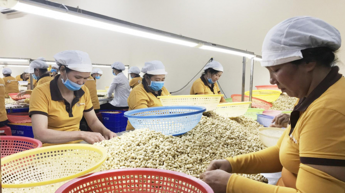 The whole cashew industry aims for an overall export value of USD 3.8 billion in 2022. Photo: Tran Trung.