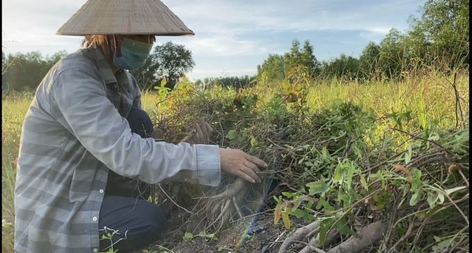Currently, Hoang Ngoc Global has associated with more than a dozen households growing Bo Chinh ginseng on an area of ​​5 hectares and is expanding the area to 20-30 hectares. Photo: Phuc Lap.