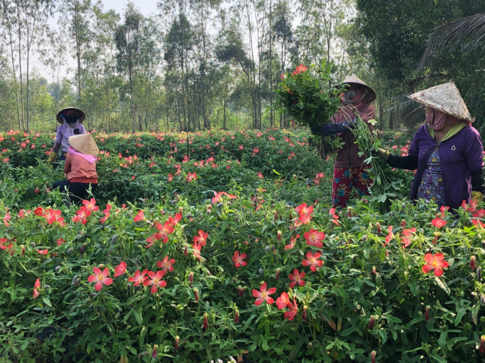 Harvesting Bo Chinh ginseng in an affiliate model of Hoang Ngoc Global. Photo: Phuc Lap.