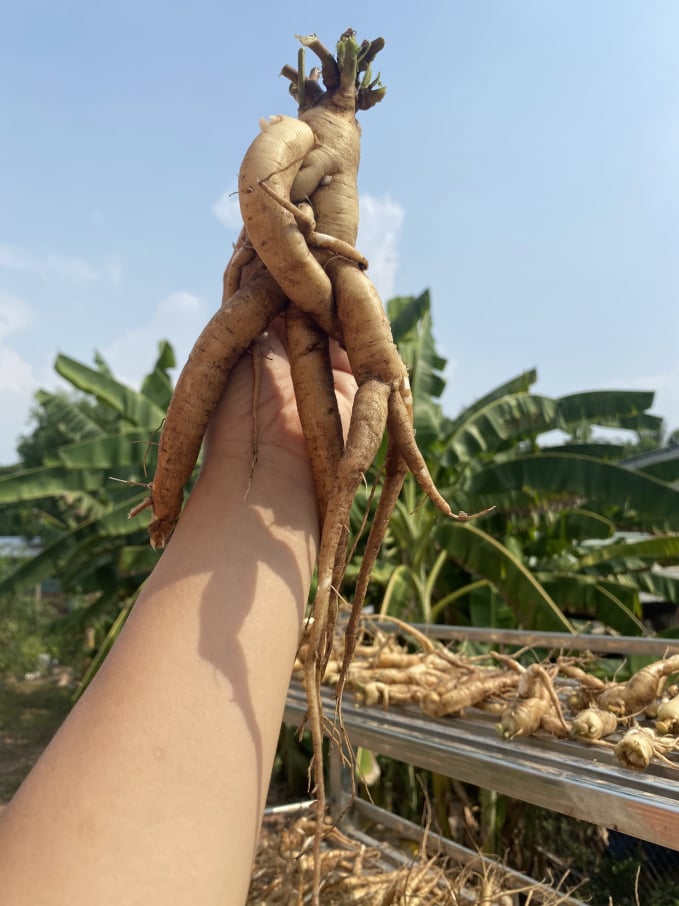 One of the Bo Chinh ginseng roots in good form costs nearly VND 1 million per kg. Photo: Phuc Lap.