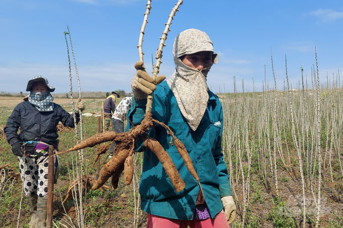 Chính quyền nhiều nơi ở Thanh Hóa đã quá nản với cây sắn, song ngại vận động dân chuyển đổi cây trồng do sợ vướng quy hoạch vùng nguyên liệu của tỉnh. Ảnh: VD.