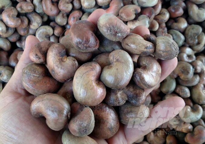 Cashew demand is still on the rise worldwide. Photo: Tran Trung.