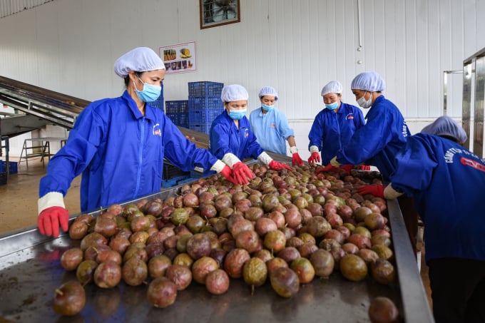 Gia Lai's fruit and vegetable products continued to record positive export signals in the first months of 2022.