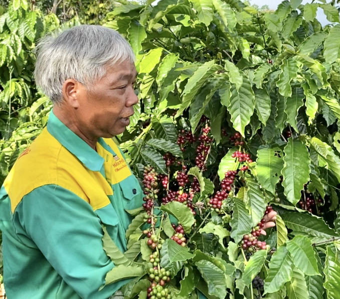 Gia Lai is focusing on implementing many solutions to improve the quality of agricultural products to meet the requirements of the export market. Photo: Dang Lam.