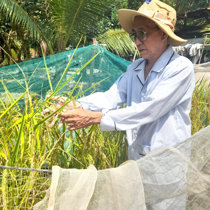 Mr. Tu Dau checking the purebred dragon blood rice seedlings in his yard. Photo: Phuc Lap.
