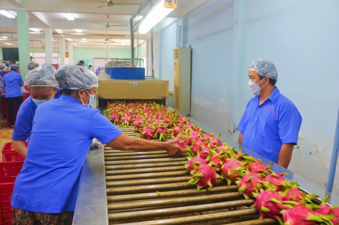 Vietnamese dragon fruit is mainly exported to China. Photo: KS.