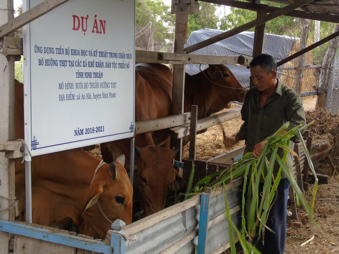 Dự án đã góp phần quan trọng thúc đẩy chăn nuôi bò thịt hàng hóa của tỉnh Ninh Thuận. Ảnh: Cơ Nguyễn.