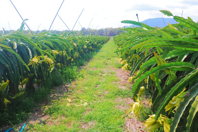 Currently, the planting area and packing facility codes have been assigned to localities for management. Photo: KS.