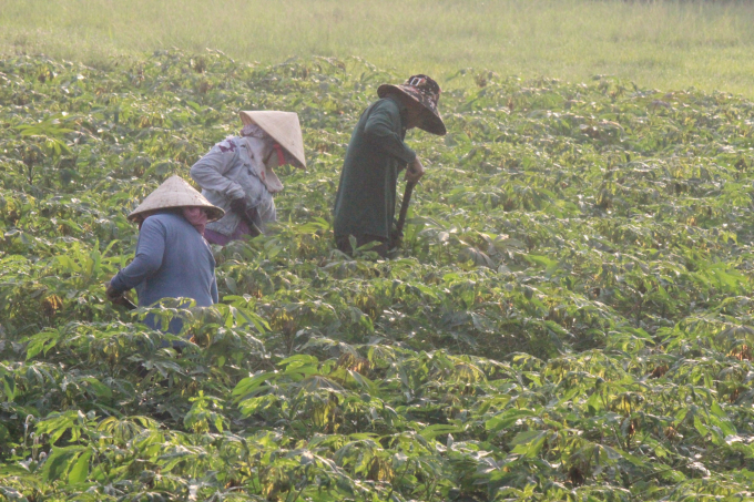 Most of cassavas grown in Tay Ninh have been ravaged by the mosaic disease to some extent. Photo: Tran Trung.