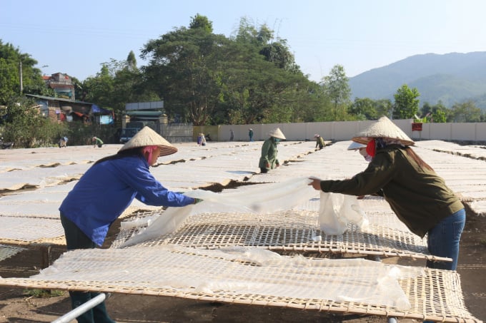 Đến nay, diện tích trồng cây dong riềng để sản xuất miến dong của huyện Bình Liêu đã đạt gần 120ha.
