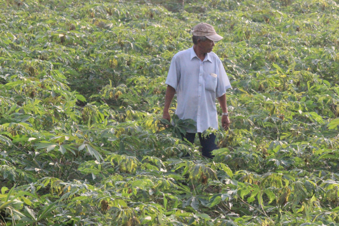 Người trồng sắn Tây Ninh chấp nhận rủi ro trồng các giống sắn cũ do chưa tìm được giống sạch bệnh thay thế. Ảnh: Trần Trung.