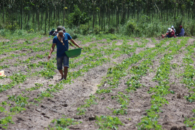 Tay Ninh's cassava farmers are actively preparing for a new planting season. Photo: Tran Trung.