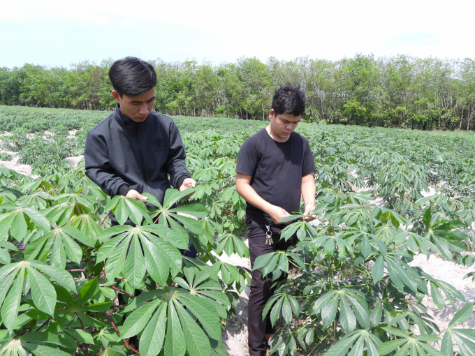 The testing area of HN3 and HN5 varieties and the control variety  is established by Tay Ninh’s Center for Agricultural Extension and the relevant agencies. Photo: Tran Trung.