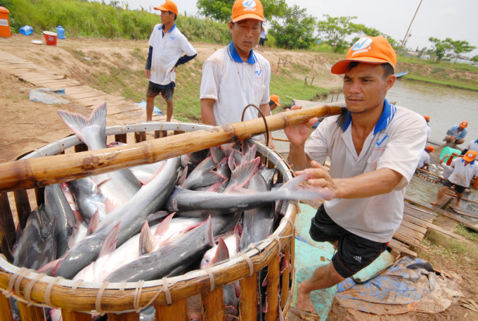 Hiện tại ĐBSCL cá tra thịt trắng từ 1 -1,2 kg/con được doanh nghiệp đến thu mua với giá từ 27.000 - 28.000 đồng/kg, tăng từ 3.000 - 5.000 đồng/kg so với 2 năm qua. Ảnh: Lê Hoàng Vũ.