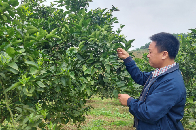 HTX Sản xuất nông nghiệp Thành Công hiện có 10 xã viên, 20 hộ liên kết sản xuất với trên 100 ha cây ăn quả. Ảnh: VD.